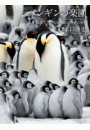 ペンギンの楽園 地球上でもっとも生命にあふれた世界